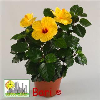 Bari (WinCE).jpg