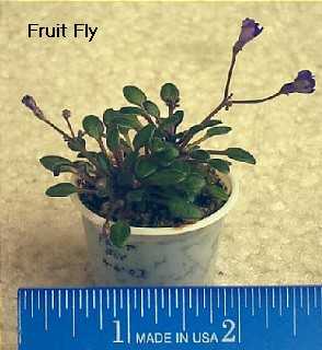 senk_fruitfly.jpg