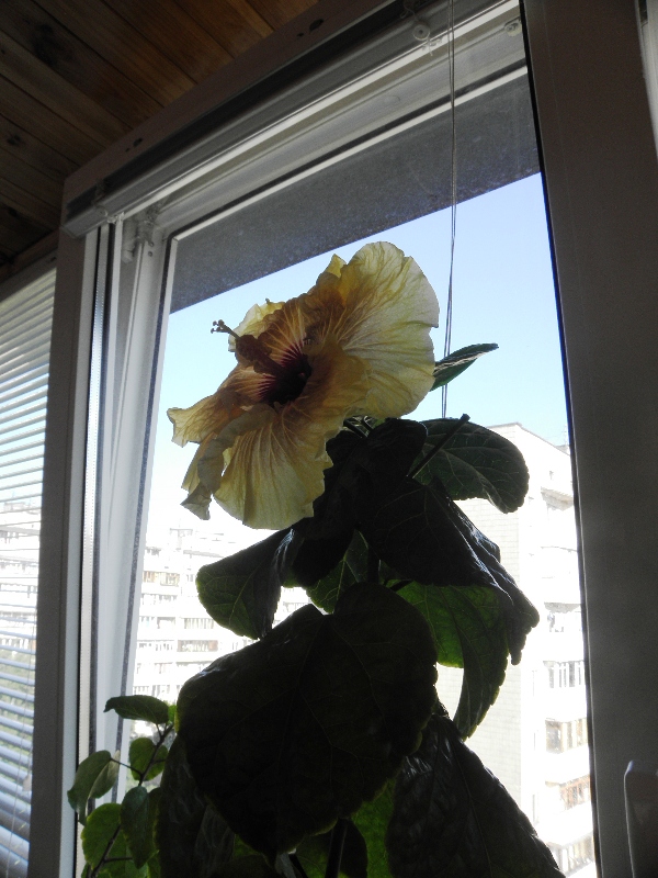 P7300009.JPG