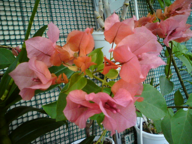 DSC01787.JPG