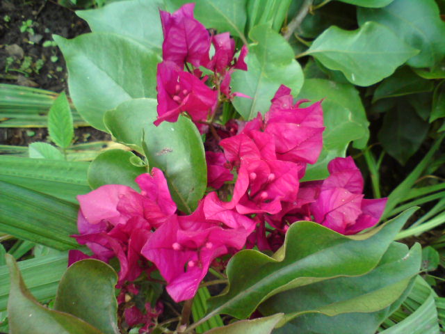 DSC01779.JPG