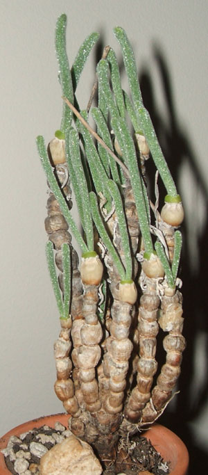 monilaria1109[1].jpg