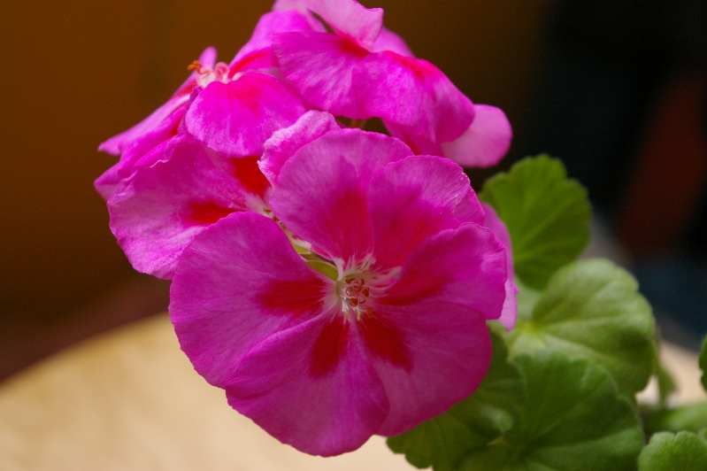 IMGP0208.JPG