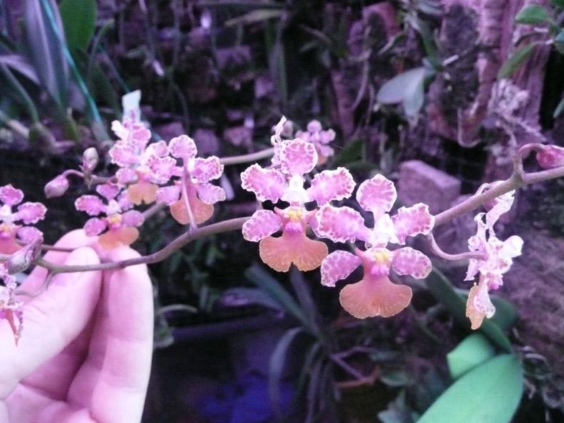 Oncidium carthagenense