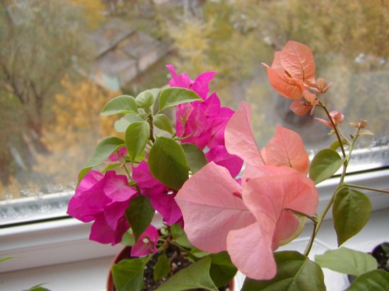 Bougainvillea.jpg