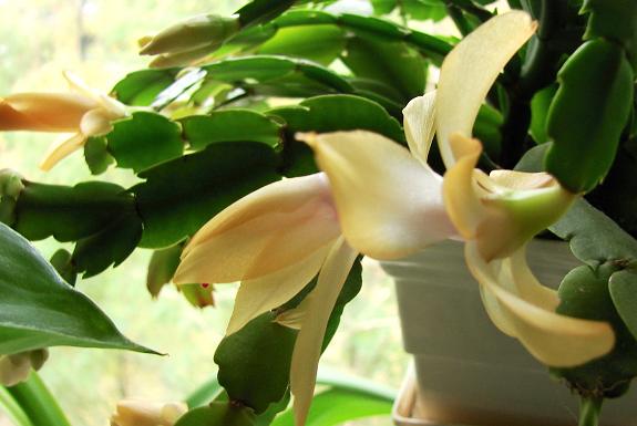 DSC01303шлжелтфорум.JPG