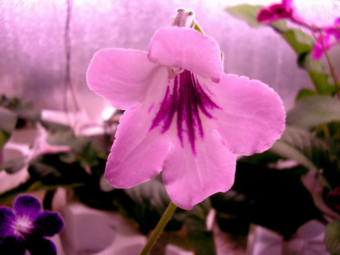 Heaven-Scent.jpg