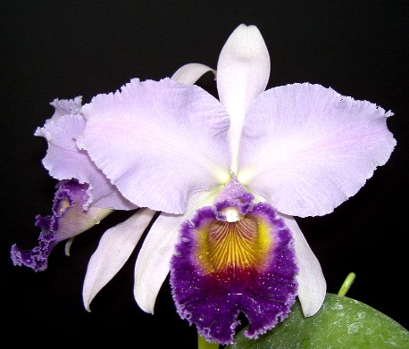 Lc DinardBluehaven.jpg