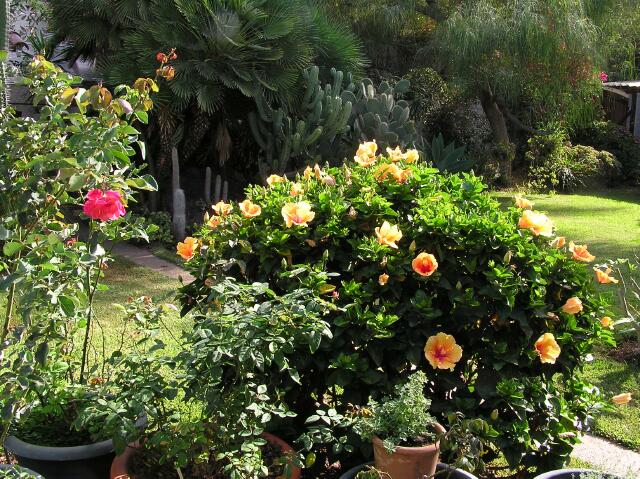 hibiscus1-1.jpg