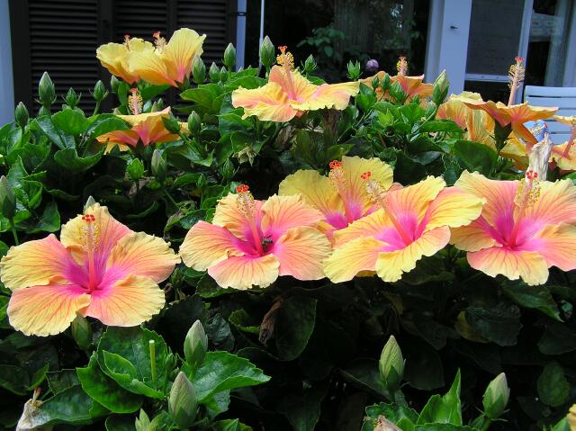 hibiscus1-2.jpg