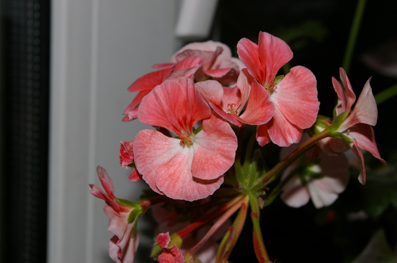 IMGP0814.JPG