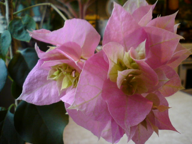 DSC02049.JPG
