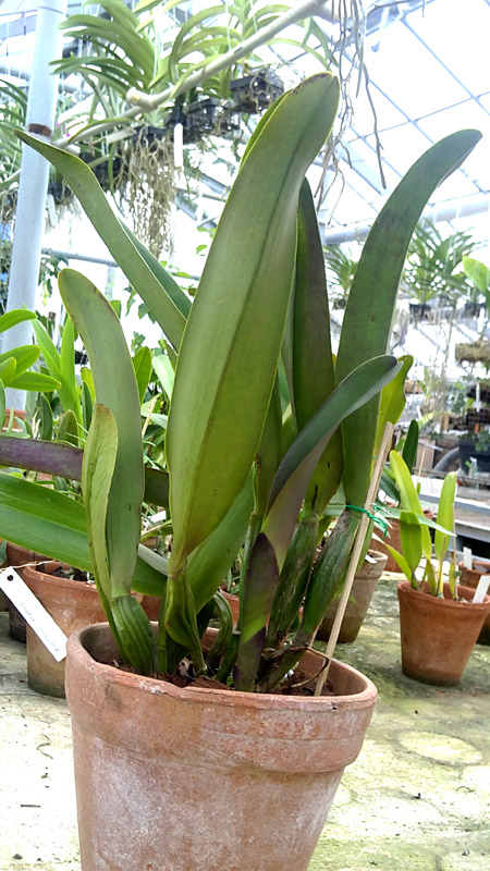 Brassolaeliocattleya Triumphal Coronation Seto.jpg