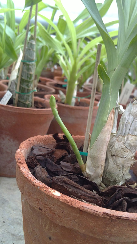 Catasetum schmidtianum.jpg