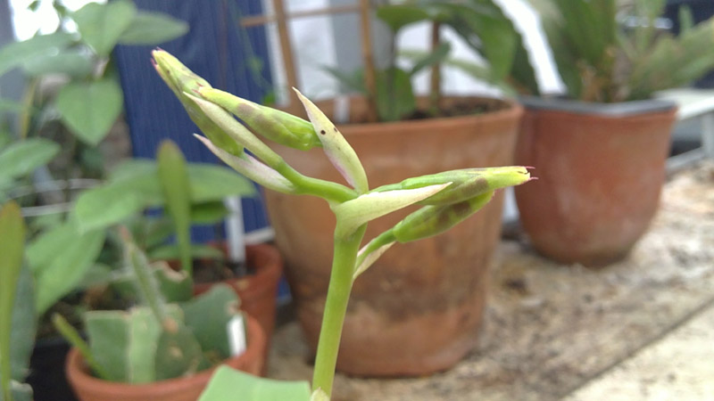 Rossioglossum insleayi.jpg