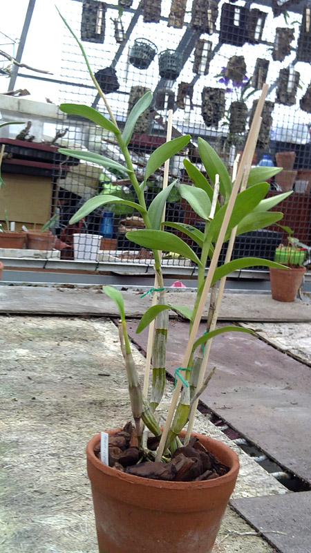 Dendrobium crumenatum.jpg