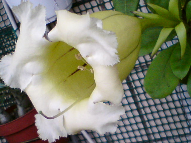 DSC02111.JPG