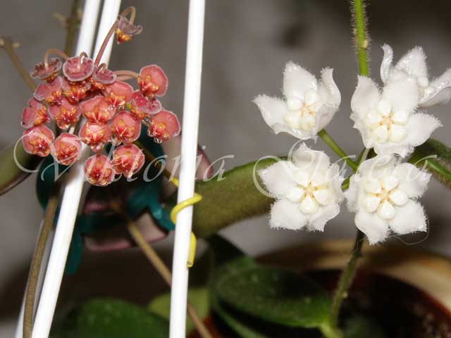 PB130137.jpg