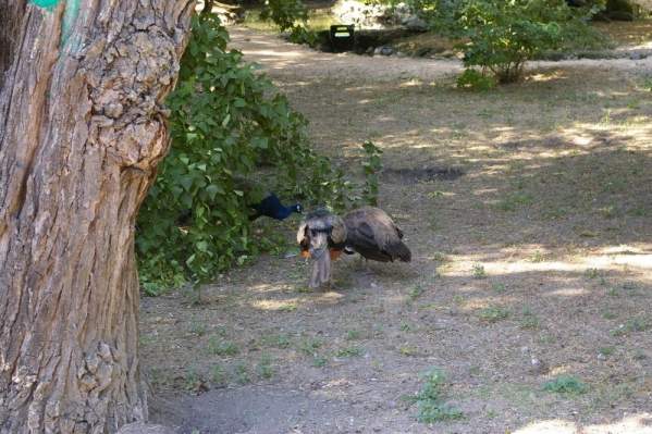 IMGP0467.JPG