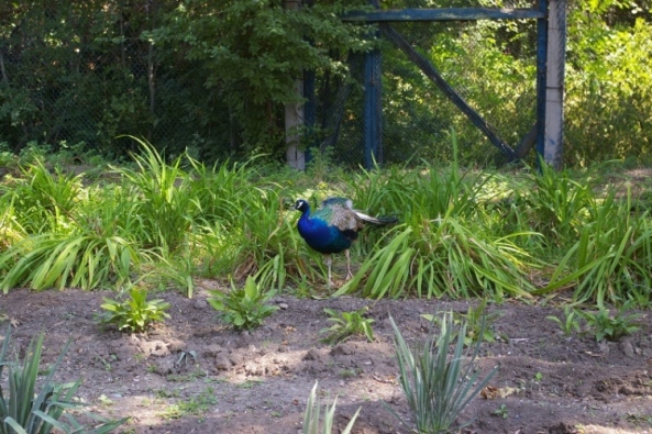 IMGP0479.JPG