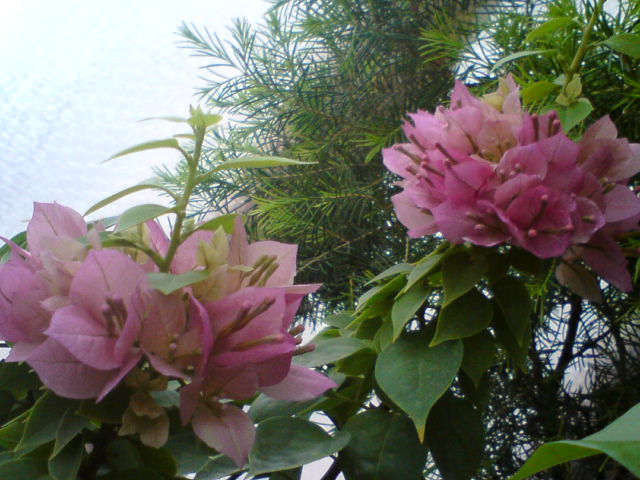 DSC02167.JPG