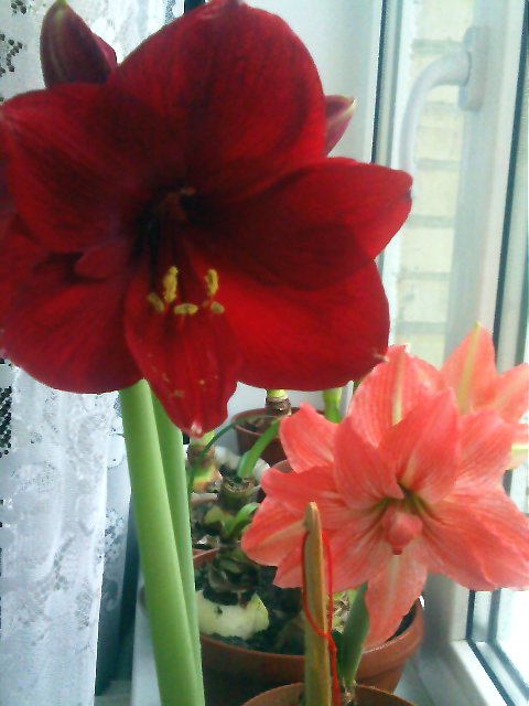 IMG287_1.JPG