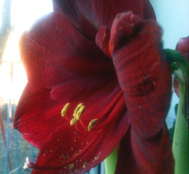 IMG304_1.JPG
