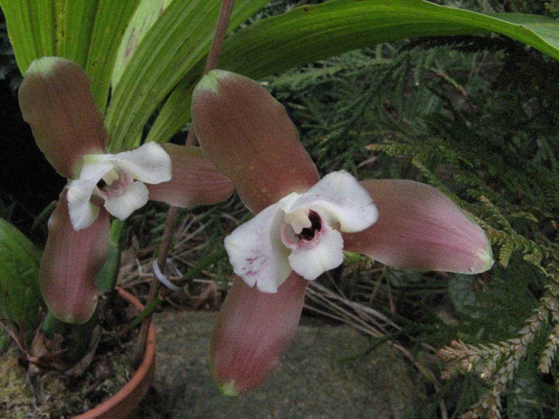 macrophylla.JPG
