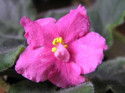 violette.jpg