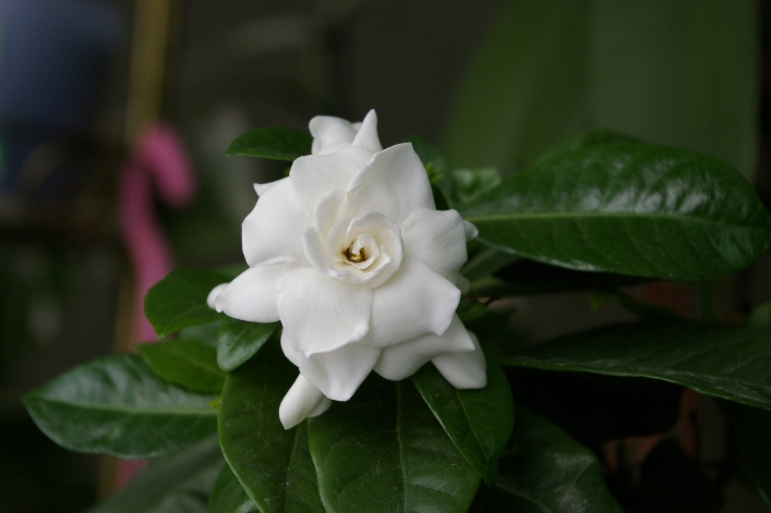 IMGP0274.JPG