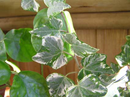 hedera.jpg
