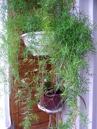 asparagus1.jpg