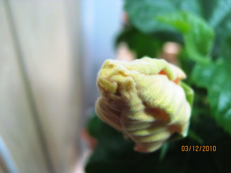 03.12.2010 005.jpg