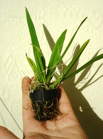 Ionopsis.jpg