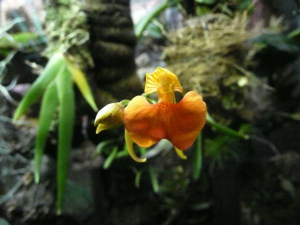 компаретия специоза