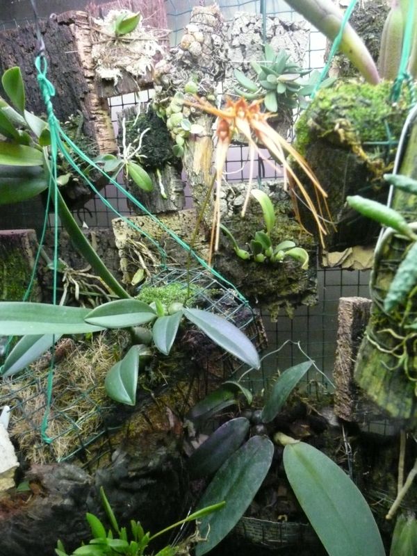 Bulbophillum miniatum