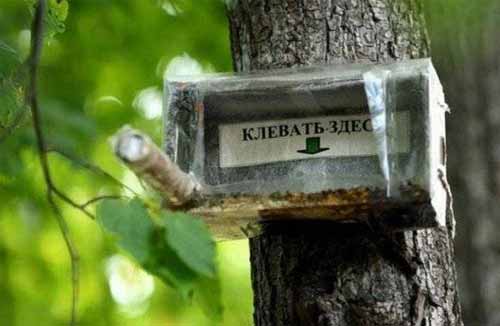 клевать здесь.jpg