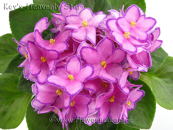 Kev’s-Heavenly-Star2.jpg