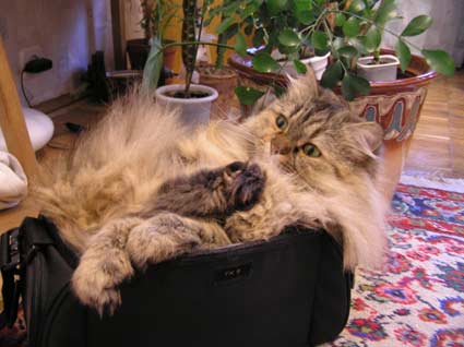 cat2.jpg