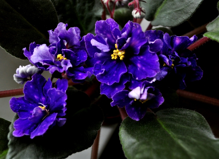 Satin Magic