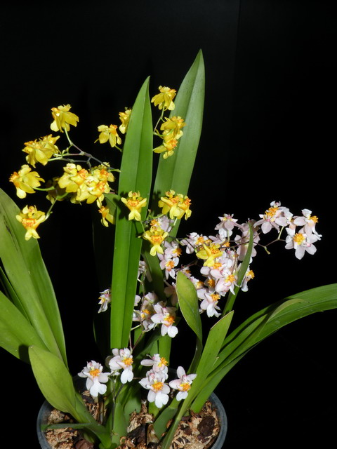Oncidium Twinkle