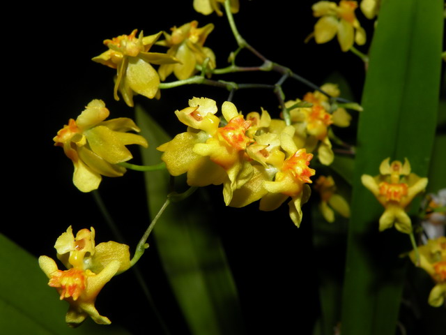 Oncidium Twinkle 'Golden'