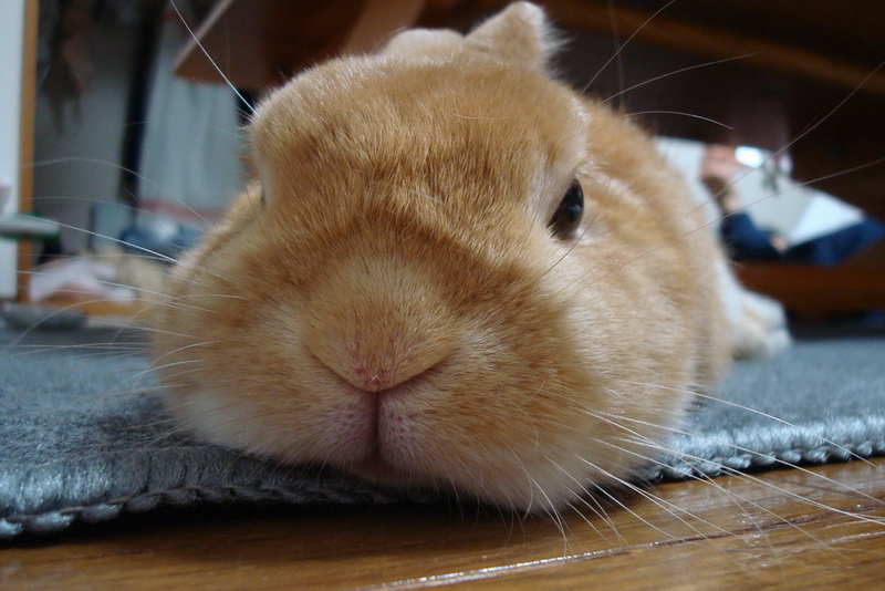 bunny_sm.jpg