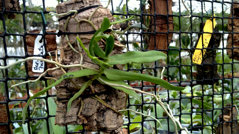 Oeoniella polystachys.jpg