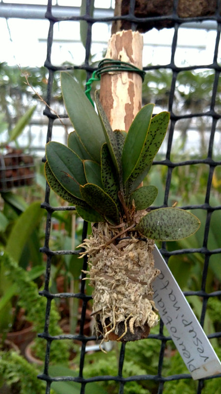 Pleurothallis resupinata.jpg