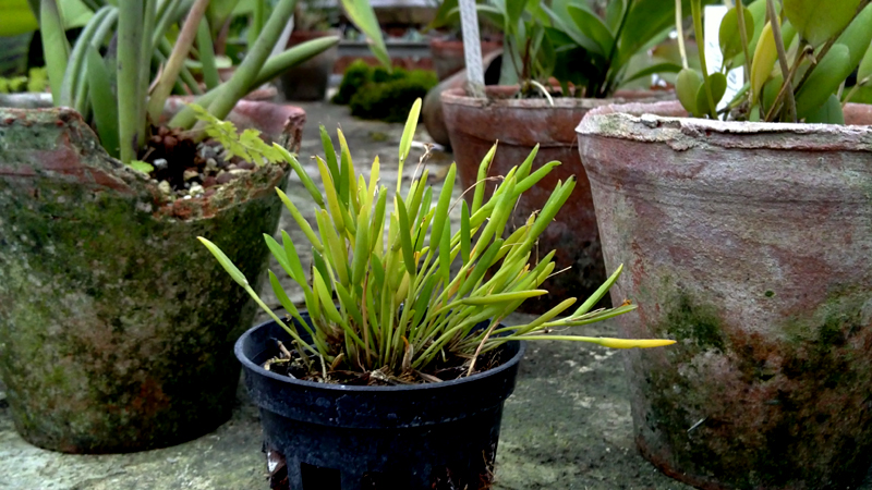 Pleurothallis sonderana.jpg