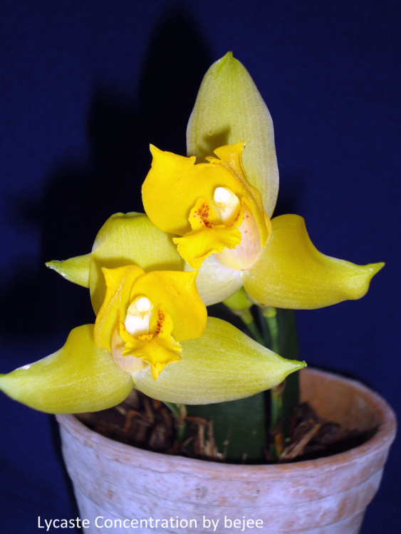 DSC00252-2.JPG