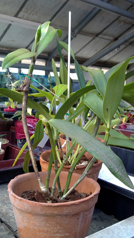 Cattleya harrisoniae.jpg