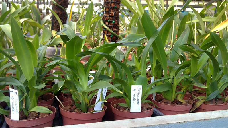 Brassada mivada 1.jpg