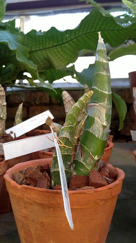 Clowesia dodsoniana 1.jpg